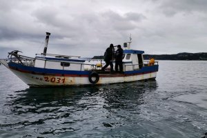 Más de 870 kilos de cholga fueron incautados en Chonchi