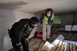 Alrededor de una tonelada de choro zapato se incautó en rampa de conectividad de Chacao Alrededor de una tonelada de choro zapato se incautó en rampa de conectividad de Chacao