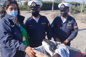 Gobernación Marítima de Coquimbo apoyó rescate de pingüino de Magallanes en playa Chungungo Viejo