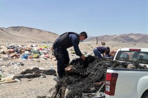 Capitanía de Puerto de Chañaral efectúa incautación de 1.500 kilos de huiro negro