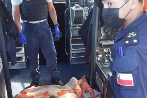 Capitanía de Puerto de Chaitén realizó rescate de Tortuga Verde desde Chaitén 