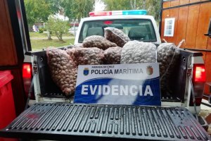 Armada incautó recurso almeja bajo en talla mínima legal en Maullín