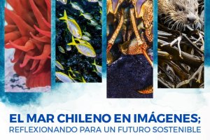 Museo Marítimo Nacional y Oceana Chile se unen para celebrar el Día Mundial de los Océanos Museo Marítimo Nacional y Oceana Chile se unen para celebrar el Día Mundial de los Océanos
