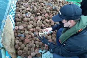 Armada incauta 346 kilos de erizo extraído ilegalmente