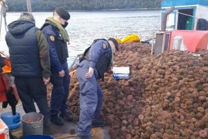 Armada incauta más de dos toneladas de erizo extraído irregularmente