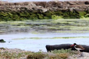 Durante inauguración de temporada estival autoridades de Talcahuano hicieron llamado a cuidar el medio ambiente costero 