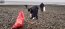  Jornada de limpieza de playa Pichipelluco superó los 500 kilos de desechos  