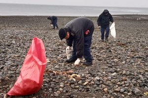Jornada de limpieza de playa Pichipelluco superó los 500 kilos de desechos