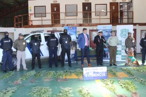 Procedimiento multiagencial culmina con incautación de canabbis sativa y dos personas detenidas en Puerto Montt Procedimiento multiagencial culmina con incautación de canabbis sativa y dos personas detenidas en Puerto Montt