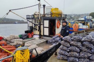 Autoridad Marítima incauta de mariscos contaminados con marea roja en Calbuco