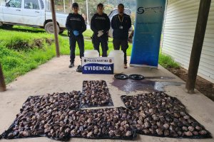 Incautan más de 600 unidades de loco en Juan Fernández Incautan más de 600 unidades de loco en Juan Fernández