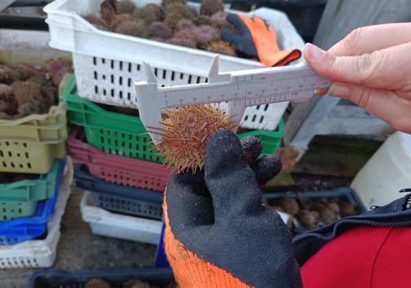 Autoridad Marítima y Sernapesca realizan fiscalización en sector de Calbuco