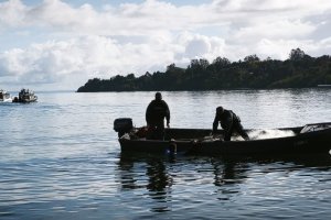 Autoridad Marítima detecta más de 25 kilos de salmón extraído ilegalmente en el lago Llanquihue