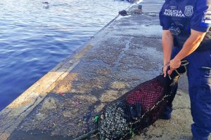 Capitanía de Puerto de Tongoy fiscaliza prohibición de extracción de mariscos bivalvos