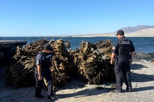 Policía Marítima incauta casi 10 toneladas de huiro palo en operativo de fiscalización en Caldera